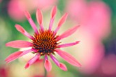 ECHINACEA, ECHINACEA, PURPLE CONEFLOWER