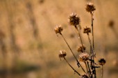 ECHINACEA, ECHINACEA, PURPLE CONEFLOWER