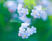 MYOSOTIS ARVENSIS, FORGET-ME-NOT