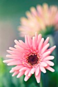 GERBERA, GERBERA