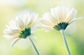 GERBERA, GERBERA