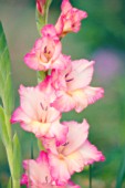 GLADIOLUS, GLADIOLUS