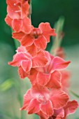 GLADIOLUS, GLADIOLUS