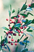 ILEX AQUIFOLIUM, HOLLY