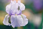 IRIS GERMANICA, IRIS - BEARDED IRIS