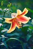 LILIUM, LILY - ORIENTAL LILY