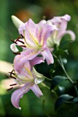 LILIUM, LILY - ORIENTAL LILY