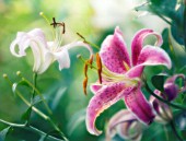 LILIUM, LILY - ORIENTAL LILY