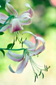 LILIUM, LILY - ORIENTAL LILY