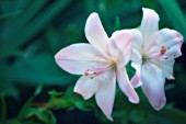 LILIUM, LILY - ASIATIC LILY