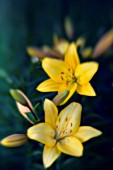 LILIUM, LILY - ASIATIC LILY