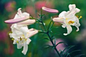 LILIUM LONGIFLORUM, LILY - EASTER LILY