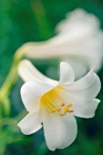 LILIUM LONGIFLORUM, LILY - EASTER LILY