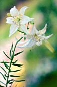 LILIUM, LILY - ASIATIC LILY