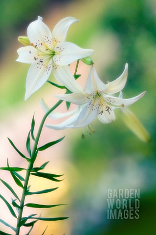 LILIUM_LILY__ASIATIC_LILY