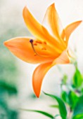 LILIUM, LILY - ORIENTAL LILY