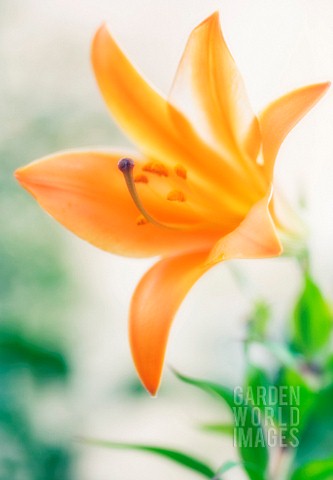 LILIUM_LILY__ORIENTAL_LILY