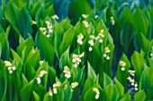 CONVALLARIA MAJALIS, LILY-OF-THE-VALLEY