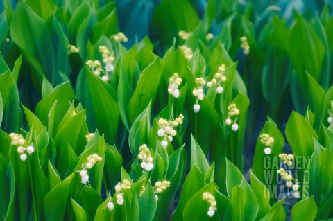 CONVALLARIA_MAJALIS_LILYOFTHEVALLEY