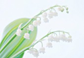 CONVALLARIA MAJALIS, LILY-OF-THE-VALLEY