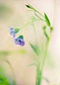 LINUM USITATISSIMUM, LINSEED, FLAX