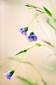 LINUM USITATISSIMUM, LINSEED, FLAX