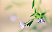 LINUM USITATISSIMUM, LINSEED, FLAX