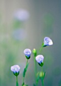 LINUM USITATISSIMUM, LINSEED, FLAX