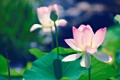 NELUMBO NUCIFERA, LOTUS - SACRED LOTUS