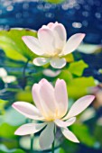 NELUMBO NUCIFERA, LOTUS - SACRED LOTUS