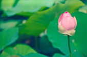 NELUMBO NUCIFERA, LOTUS - SACRED LOTUS