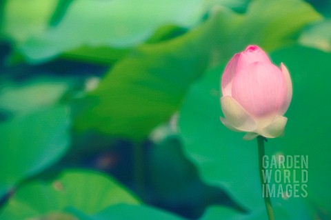 NELUMBO_NUCIFERA_LOTUS__SACRED_LOTUS