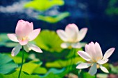 NELUMBO NUCIFERA, LOTUS - SACRED LOTUS