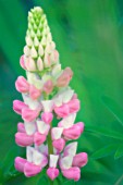 LUPINUS POLYPHYLLUS, LUPIN