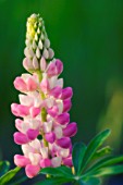 LUPINUS POLYPHYLLUS, LUPIN