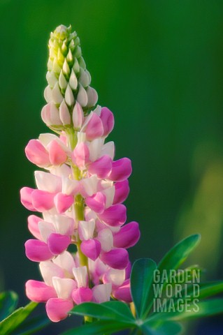 LUPINUS_POLYPHYLLUS_LUPIN