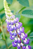 LUPINUS POLYPHYLLUS, LUPIN