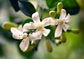 MURRAYA PANICULATA, ORANGE JESSAMINE