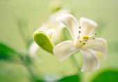 MURRAYA PANICULATA, ORANGE JESSAMINE