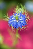 NIGELLA DAMASCENA, LOVE-IN-A-MIST