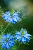 NIGELLA DAMASCENA, LOVE-IN-A-MIST