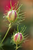 NIGELLA DAMASCENA, LOVE-IN-A-MIST