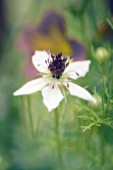 NIGELLA SATIVA, LOVE-IN-A-MIST