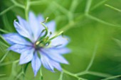 NIGELLA DAMASCENA, LOVE-IN-A-MIST