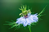 NIGELLA DAMASCENA, LOVE-IN-A-MIST