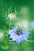 NIGELLA DAMASCENA, LOVE-IN-A-MIST