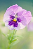 VIOLA WITTROCKIANA, PANSY