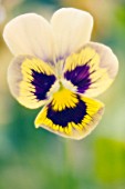 VIOLA WITTROCKIANA, PANSY