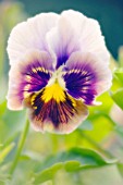 VIOLA WITTROCKIANA, PANSY