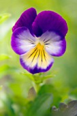 VIOLA WITTROCKIANA, PANSY